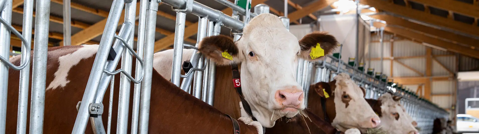 Programe de furajare pentru bovine
