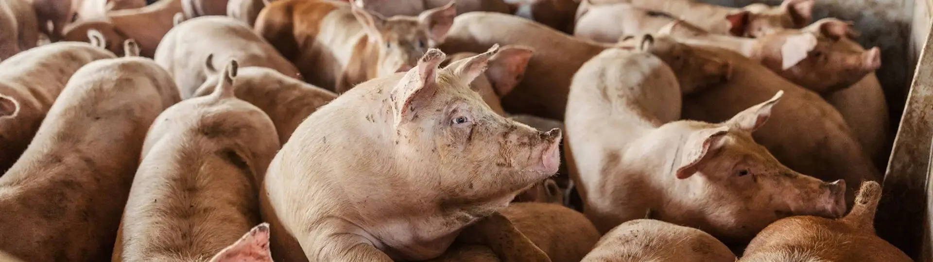 Programe de furajare pentru porci