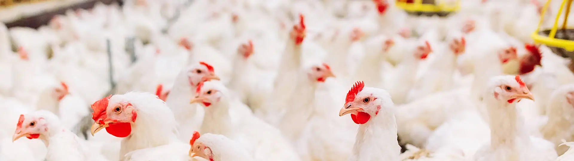 Programe de furajare pentru pui broiler